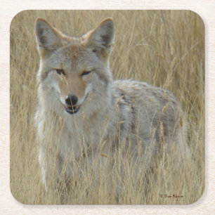 R2 Coyote i högt gräs Underlägg Papper Kvadrat