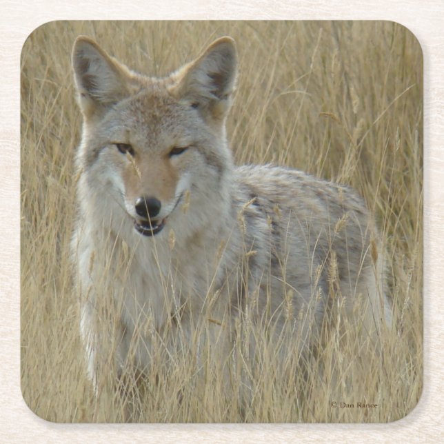 R2 Coyote i högt gräs Underlägg Papper Kvadrat (Framsidan)