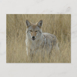 R2 Coyote i högt gräs Vykort