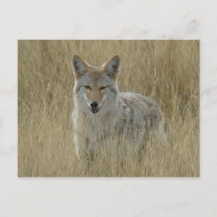 R2 Coyote i högt gräs Vykort