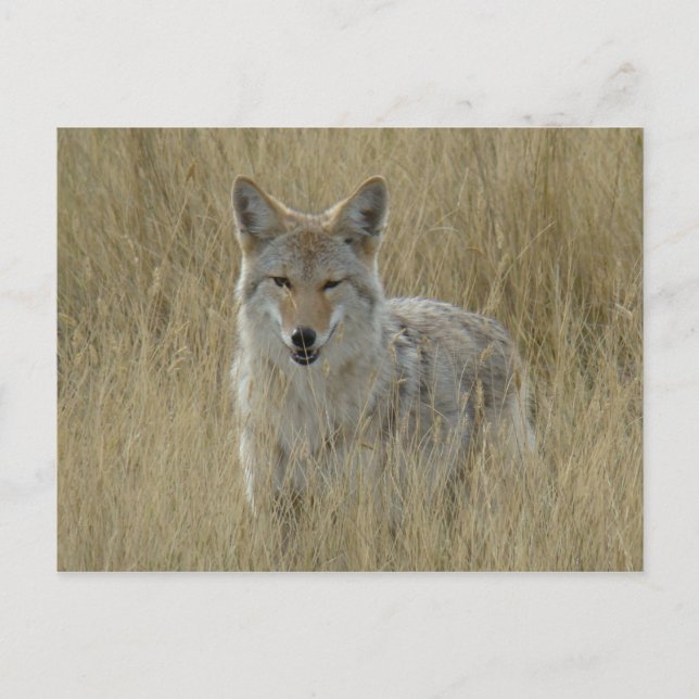 R2 Coyote i högt gräs Vykort (Framsida)