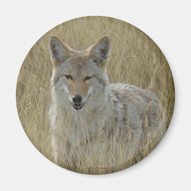 R2 Coyote i totalgräs Magnet (Framsidan)