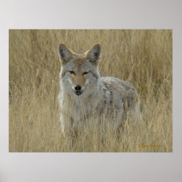 R2 Coyote i totalgräs Poster