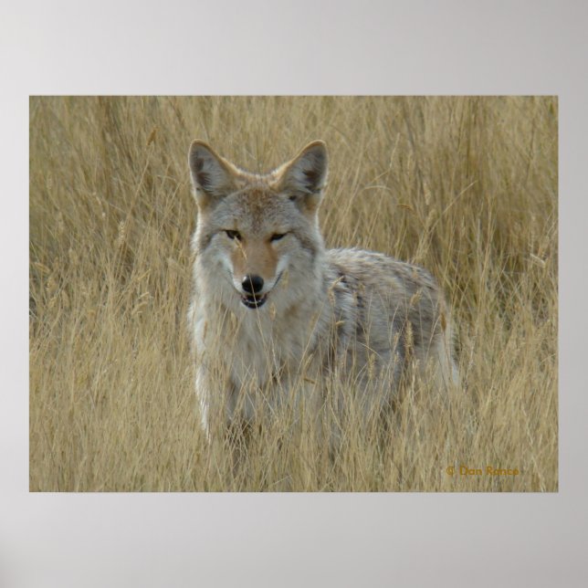 R2 Coyote i totalgräs Poster (Framsidan)