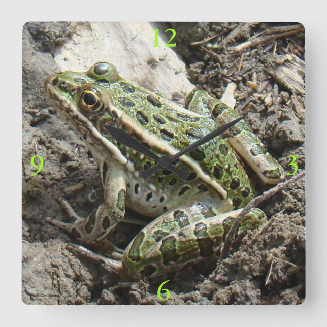 R3 Leopard Frog Fyrkantig Klocka (Framsida)
