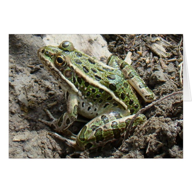 R3 Leopard Frog Hälsningskort (Framsidan Horizontal)