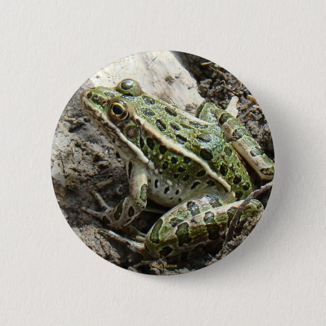 R3 Leopard Frog Knapp (Framsida)