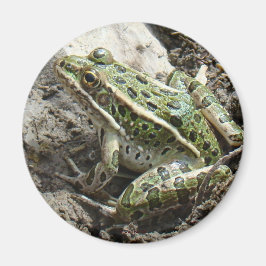 R3 Leopard Frog Magnet