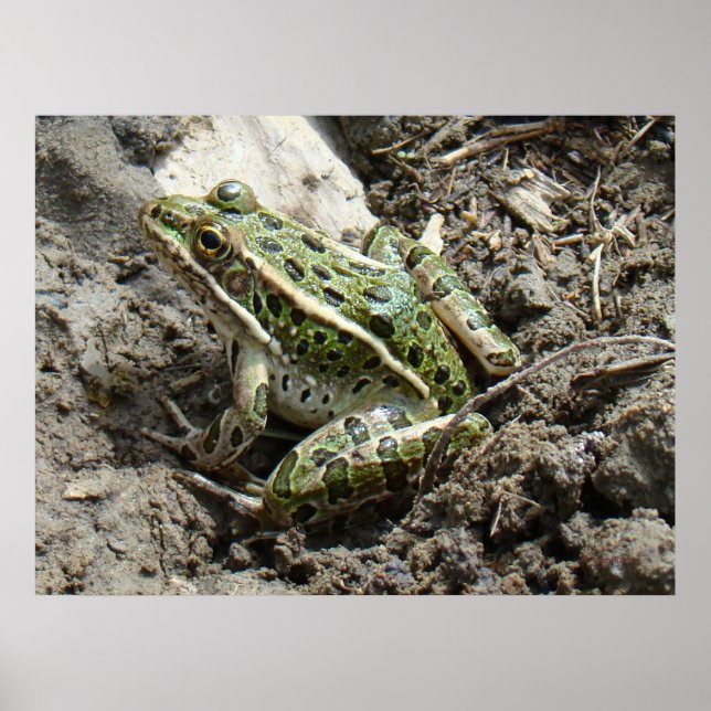 R3 Leopard Frog Poster (Framsidan)
