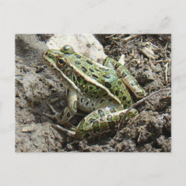 R3 Leopard Frog Vykort