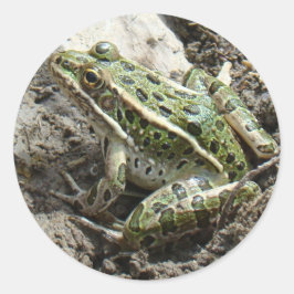 R3 Leopardgroda Runt Klistermärke