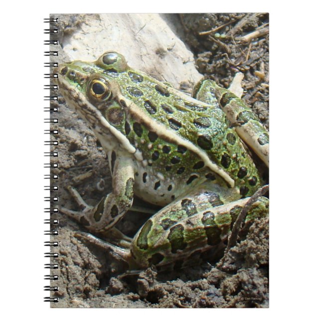 R3 Leopardgrodan Anteckningsbok (Framsidan)