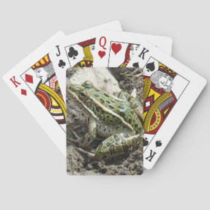 R3 Leopardgrodan Casinokort