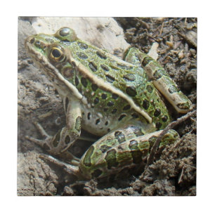 R3 Leopardgrodan Kakelplatta