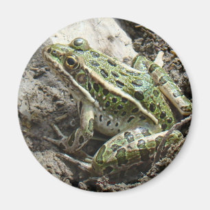 R3 Leopardgrodan Magnet
