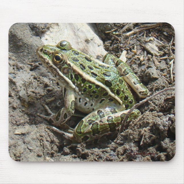 R3 Leopardgrodan Musmatta (Framsidan)