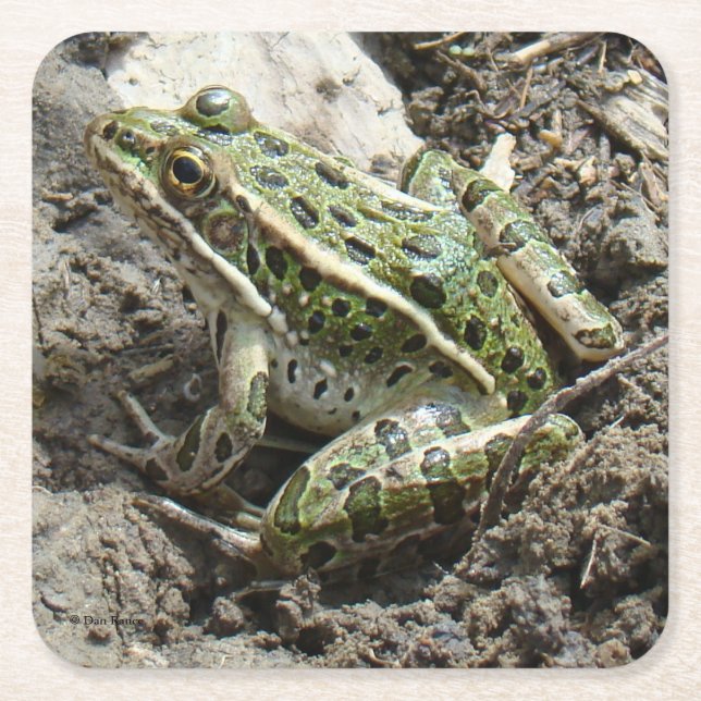 R3 Leopardgrodan Underlägg Papper Kvadrat (Framsidan)