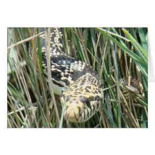 R4 Bullsnake Hälsningskort