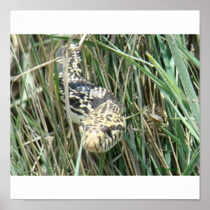 R4 Bullsnake i gräs Poster