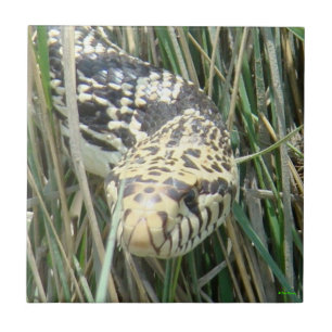 R4 Bullsnake i gräset huvudskott Kakelplatta