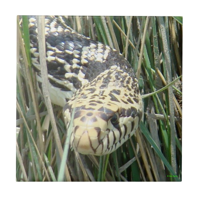 R4 Bullsnake i gräset huvudskott Kakelplatta (Framsidan)