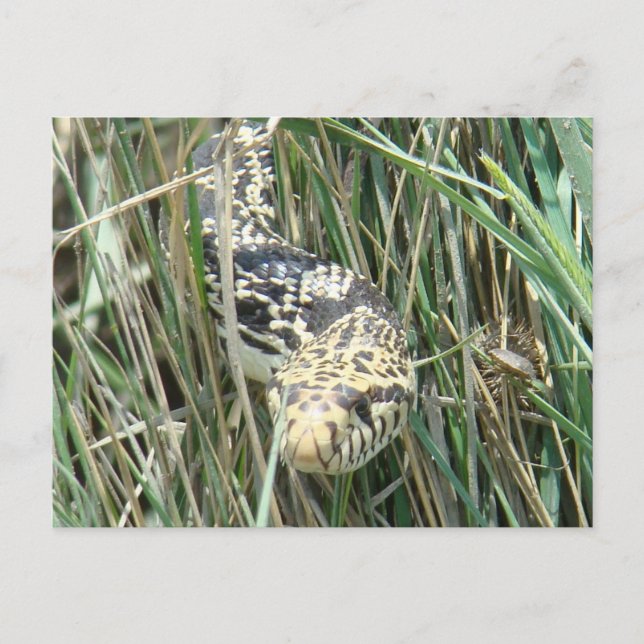 R4 Bullsnake in Grass Vykort (Framsida)
