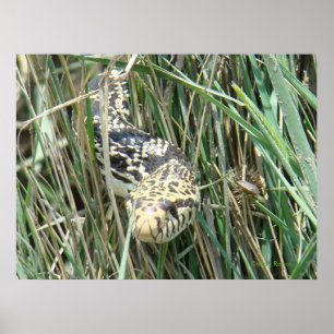 R4 Snake i gräs Poster