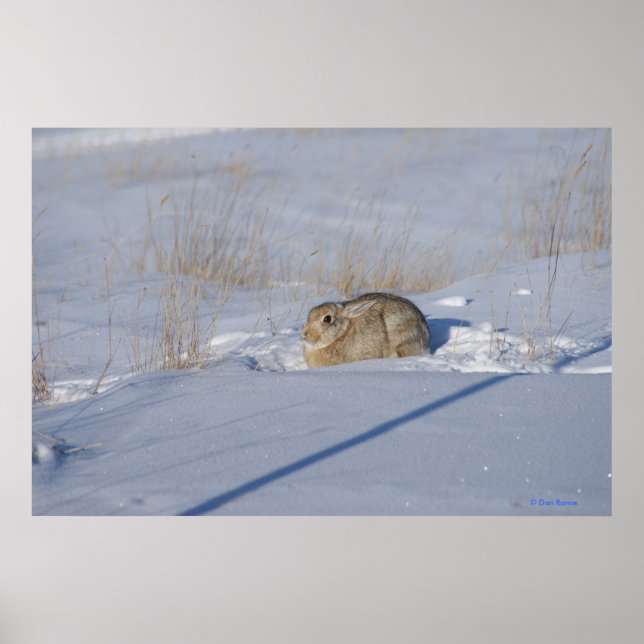 R5 Bomullssvanskanin i snö Poster (Framsidan)