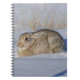 R5 Cottontail Rabbit i Snö Anteckningsbok