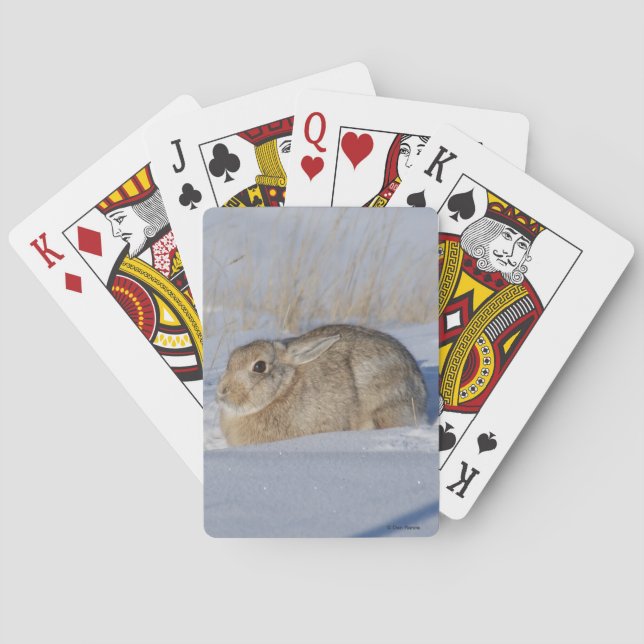 R5 Cottontail Rabbit i Snö Casinokort (Baksidan)