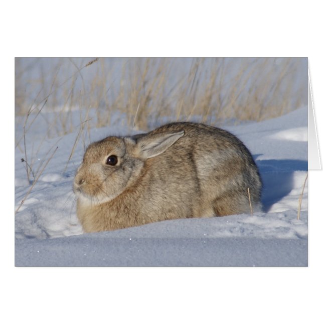 R5 Cottontail Rabbit i Snö Hälsningskort (Framsidan Horizontal)