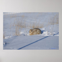R5 Cottontail Rabbit i Snö