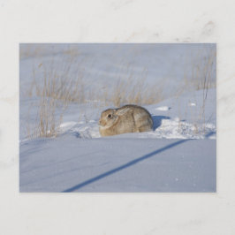 R5 Cottontail Rabbit i Snö Vykort