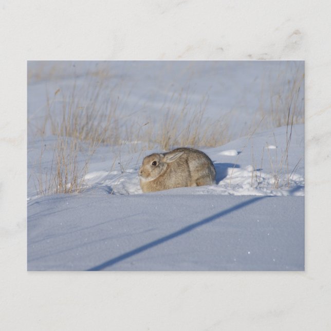 R5 Cottontail Rabbit i Snö Vykort (Framsida)