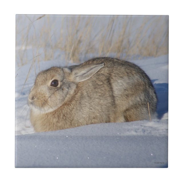 R5 Kontinuerlig kanin i Snö Kakelplatta (Framsidan)