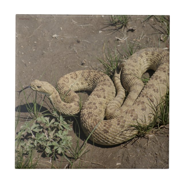 R6 Prairie Rattlesnake Kakelplatta (Framsidan)