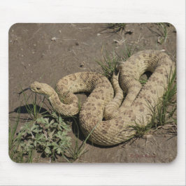 R6 Prairie Rattlesnake Musmatta