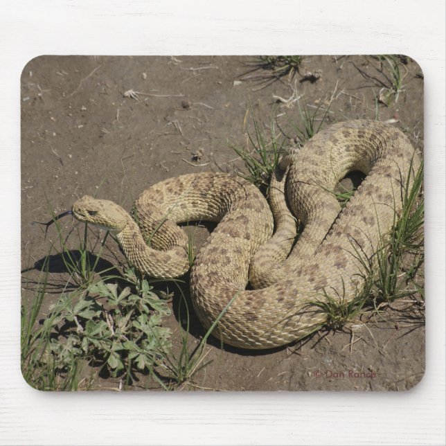 R6 Prairie Rattlesnake Musmatta (Framsidan)