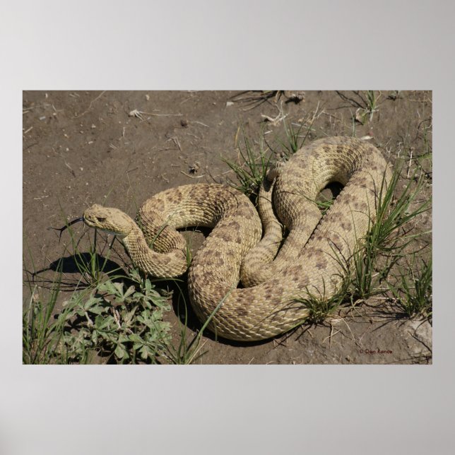 R6 Prairie Rattlesnake Poster (Framsidan)