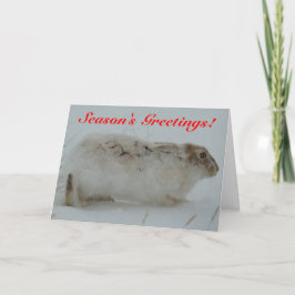 R7 Snöskohare Helgkort