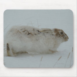 R7 Snöskohare redo att springa Musmatta