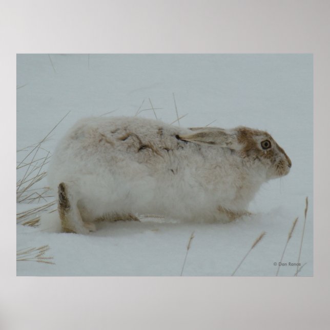 R7 Snöskohare redo att springa Poster (Framsidan)