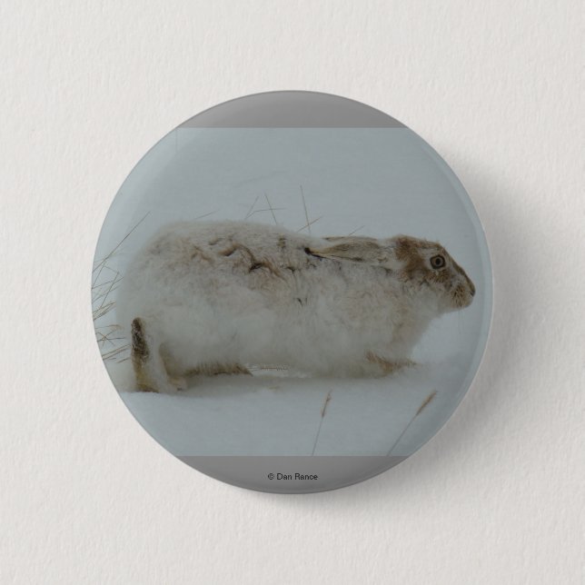 R7 Snowshoe Hare-Redot till Springa Knapp (Framsida)