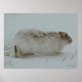 R7 Snowshoe Hare-Redot till Springa Poster