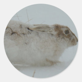 R7 Snowshoe Hare-Redot till Springa Runt Klistermärke