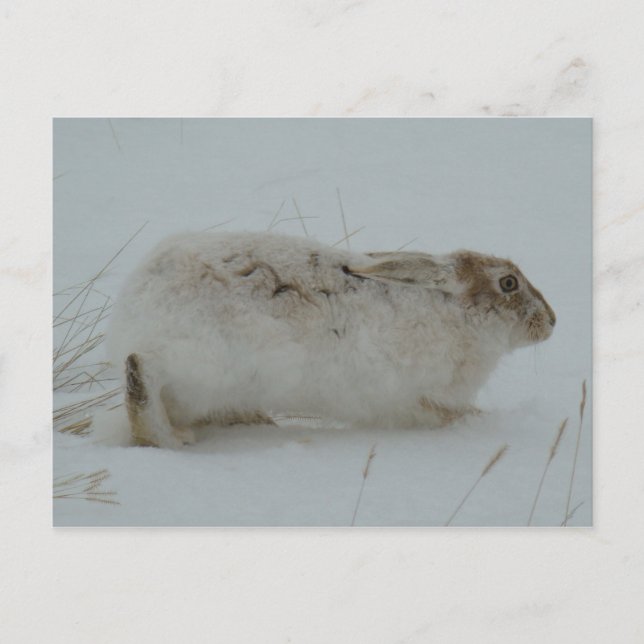 R7 Snowshoe Hare-Redot till Springa Vykort (Framsida)