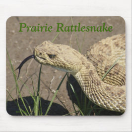 R8 Prairie Rattlesnake Head Musmatta