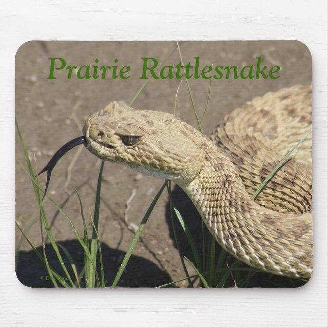 R8 Prairie Rattlesnake Head Musmatta (Framsidan)