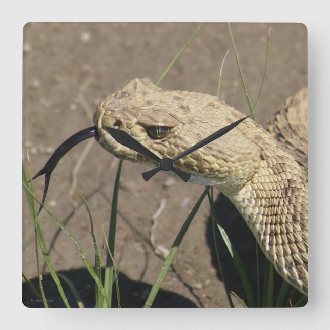 R8 Prairie Rattlesnake Head Shot Fyrkantig Klocka (Framsida)