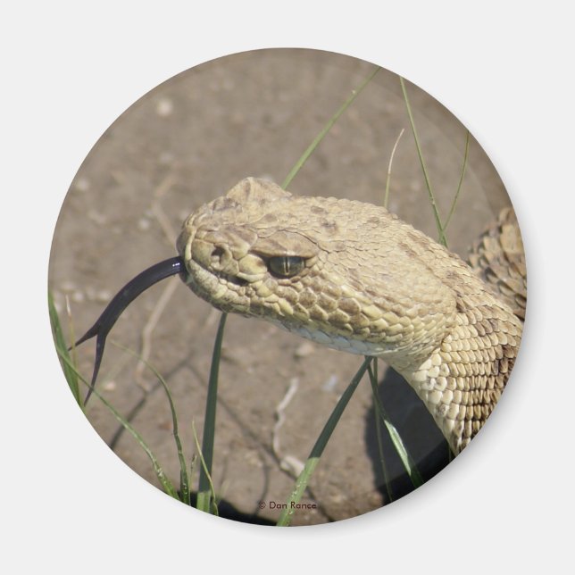 R8 Prairie Rattlesnake Head Shot Magnet (Framsidan)